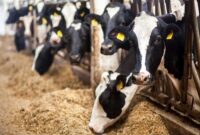 حمایت کامل پشتیبانی امور دام از دامداران حمایت کامل پشتیبانی امور دام از دامداران