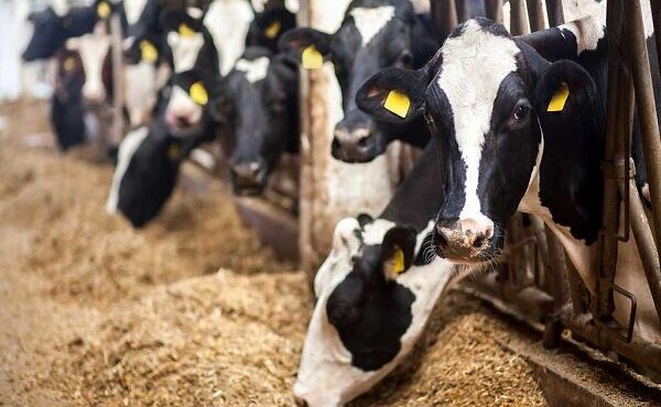 تعداد دامها با میزان نهاده دریافتی واحدهای تولیدی مطابقت ندارد تعداد دامها با میزان نهاده دریافتی واحدهای تولیدی مطابقت ندارد