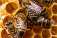 صادرات ۶۰۰ تنی عسل/ سهم ۶۸ درصدی عراق از عسل صادراتی ایران صادرات ۶۰۰ تنی عسل/ سهم ۶۸ درصدی عراق از عسل صادراتی ایران