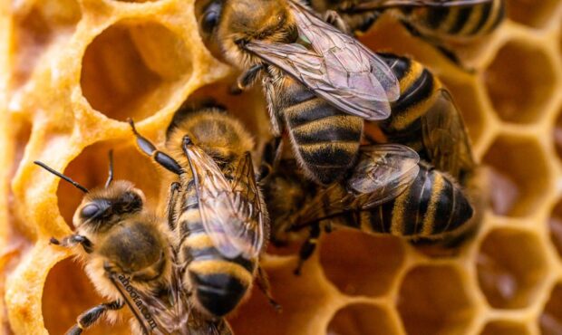 صادرات ۶۰۰ تنی عسل/ سهم ۶۸ درصدی عراق از عسل صادراتی ایران صادرات ۶۰۰ تنی عسل/ سهم ۶۸ درصدی عراق از عسل صادراتی ایران