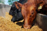 استفاده از ضایعات و پسماند برای تولید خوراک دام استفاده از ضایعات و پسماند برای تولید خوراک دام