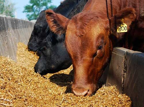 گندمهایی که خوراک دام شد گندمهایی که خوراک دام شد