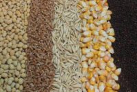 دستیابی به دانش فنی بومی تولید جایگزین کنجاله سویا با استفاده از ضایعات کشاورزی