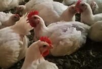 از تولید ۱۵ میلیارد دلاری گوشت سفید تا انتقاد تولیدکنندگان از توزیع نهاده از تولید ۱۵ میلیارد دلاری گوشت سفید تا انتقاد تولیدکنندگان از توزیع نهاده