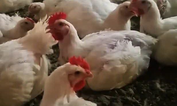 اطلاعیه پرورشدهندگان مرغ گوشتی درباره استفاده از مواد مخدر در خوراک اطلاعیه پرورشدهندگان مرغ گوشتی درباره استفاده از مواد مخدر در خوراک