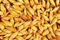 هشدار عضو کمیسیون کشاورزی مجلس بر کاهش تولید و افزایش قیمت جو