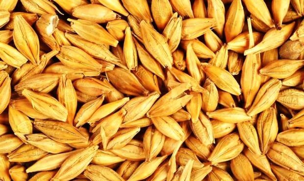 هشدار عضو کمیسیون کشاورزی مجلس بر کاهش تولید و افزایش قیمت جو