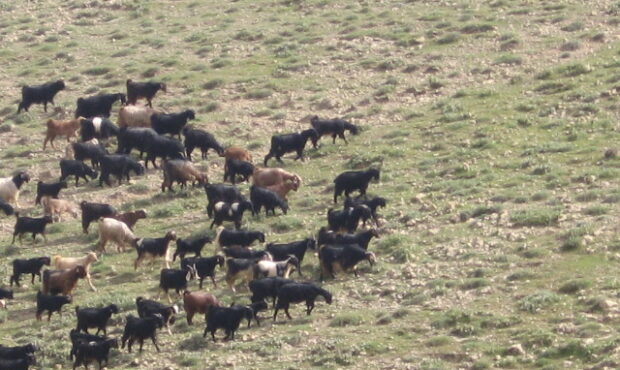 توالییابی نسل جدید یا  NGS  تحولی بزرگ در ارتقای صنعت دام وطیور توالییابی نسل جدید یا  NGS  تحولی بزرگ در ارتقای صنعت دام وطیور