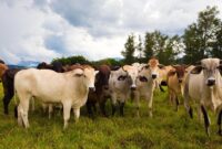 تشدید اختلاف ترامپ با دامداران آمریکایی و حامیانش