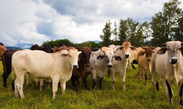 تشدید اختلاف ترامپ با دامداران آمریکایی و حامیانش تشدید اختلاف ترامپ با دامداران آمریکایی و حامیانش