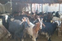 افزایش بهره‌وری در دام سبک با شناخت دقیق منحنی تولید