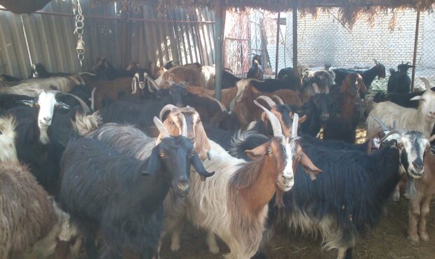 افزایش بهرهوری در دام سبک با شناخت دقیق منحنی تولید افزایش بهرهوری در دام سبک با شناخت دقیق منحنی تولید