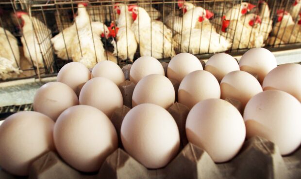 ۵۰ هزار تن تخم مرغ به کشورهای همسایه صادر شد ۵۰ هزار تن تخم مرغ به کشورهای همسایه صادر شد