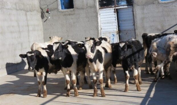 تسهیل فرآیند تجاری واردات یونجه از همه کشورها ابلاغ شد تسهیل فرآیند تجاری واردات یونجه از همه کشورها ابلاغ شد