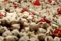 گسترش فناوری تلقیح مصنوعی خروس آرین برای تولید با کیفیت طیور