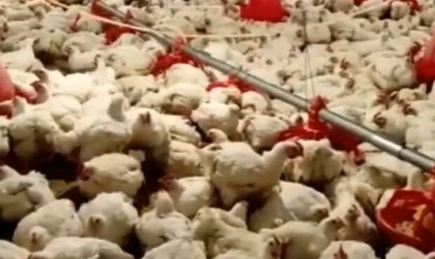 گسترش فناوری تلقیح مصنوعی خروس آرین برای تولید با کیفیت طیور گسترش فناوری تلقیح مصنوعی خروس آرین برای تولید با کیفیت طیور