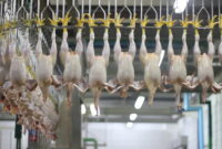 تولید «مرغ سایز» در مسیر برنامه هفتم پیشرفت تولید «مرغ سایز» در مسیر برنامه هفتم پیشرفت