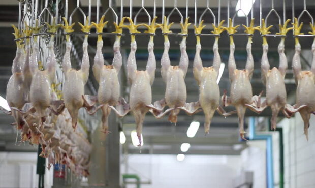 تولید «مرغ سایز» در مسیر برنامه هفتم پیشرفت تولید «مرغ سایز» در مسیر برنامه هفتم پیشرفت