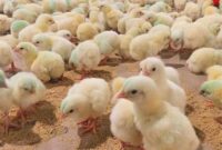 افزایش جوجه ریزی برای تامین ذخایر استراتژیک در شش ماهه دوم سال