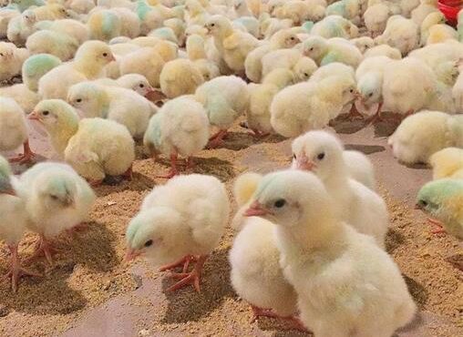 افزایش جوجه ریزی برای تامین ذخایر استراتژیک در شش ماهه دوم سال افزایش جوجه ریزی برای تامین ذخایر استراتژیک در شش ماهه دوم سال