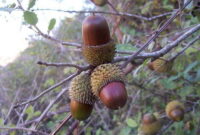 فرآوری دانه بلوط؛ نوآوری بومی برای تغذیه در مرغداری‌ها و دامداری‌ها