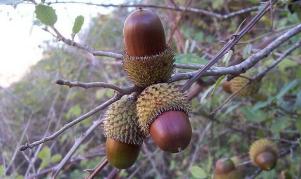 فرآوری دانه بلوط؛ نوآوری بومی برای تغذیه در مرغداریها و دامداریها فرآوری دانه بلوط؛ نوآوری بومی برای تغذیه در مرغداریها و دامداریها