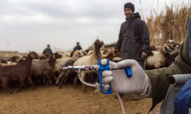 تاکنون ۳۰ درصد از دامهای آذربایجان غربی علیه تب برفکی واکسینه شدند تاکنون ۳۰ درصد از دامهای آذربایجان غربی علیه تب برفکی واکسینه شدند