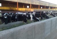 بحران سویه جدید تب برفکی در دامداری‌ها؛واکسیناسیون در حال انجام است