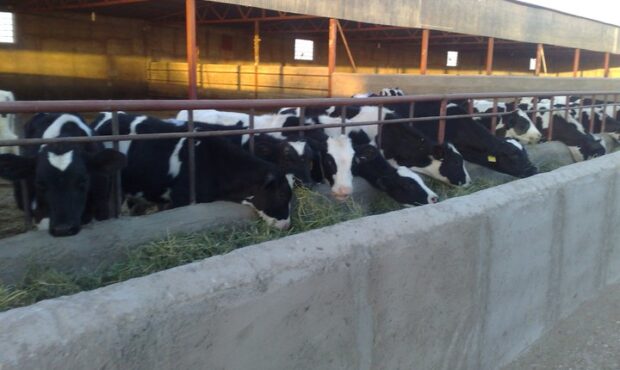 صنعت لبنیات در تب داغ تورم و تب برفکی! صنعت لبنیات در تب داغ تورم و تب برفکی!