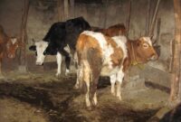 تعداد کانون های تب برفکی به ۲۷۰ مورد رسید