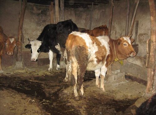 تعداد کانون های تب برفکی به ۲۷۰ مورد رسید تعداد کانون های تب برفکی به ۲۷۰ مورد رسید