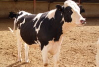 مواد ژنتیکی دامی برای ۲ سال آینده ذخیره سازی شد