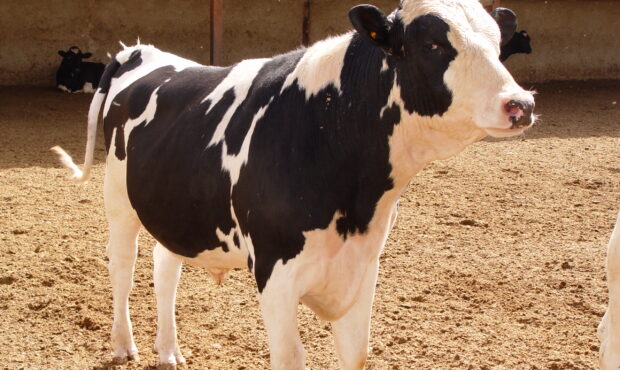 مواد ژنتیکی دامی برای ۲ سال آینده ذخیره سازی شد مواد ژنتیکی دامی برای ۲ سال آینده ذخیره سازی شد