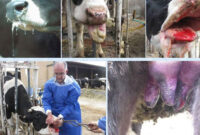 تب برفکی و زمستان دامداری‌ها