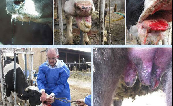 تب برفکی و زمستان دامداریها تب برفکی و زمستان دامداریها