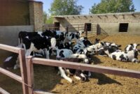 ۱۰ همت تسهیلات سرمایه در گردش برای حمایت از دامداران تخصیص یافت