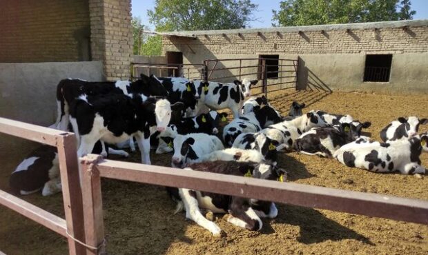 ۱۰ همت تسهیلات سرمایه در گردش برای حمایت از دامداران تخصیص یافت ۱۰ همت تسهیلات سرمایه در گردش برای حمایت از دامداران تخصیص یافت