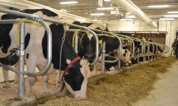 کیت بومی تشخیص اوره در خوراک دام داخلیسازی شد کیت بومی تشخیص اوره در خوراک دام داخلیسازی شد