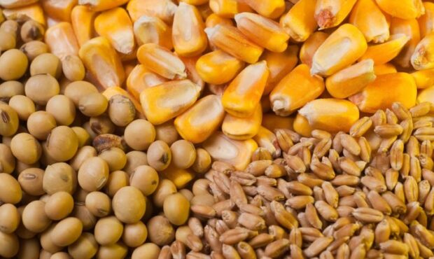 مرغداران: «بازارگاه» نهاده ندارد مرغداران: «بازارگاه» نهاده ندارد