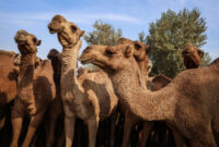 شترداری صنعتی، کلید خودکفایی گوشت قرمز در روزگار کم آبی