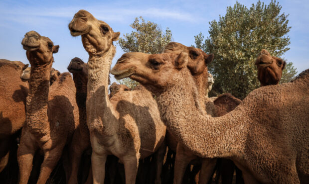 شترداری صنعتی، کلید خودکفایی گوشت قرمز در روزگار کم آبی شترداری صنعتی، کلید خودکفایی گوشت قرمز در روزگار کم آبی