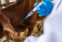 بیش از ۵ میلیون دُز واکسن تب برفکی از زمان ورود سویه جدید به کشور وارد شد