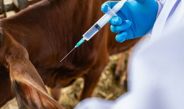 بیش از ۵ میلیون دُز واکسن تب برفکی از زمان ورود سویه جدید به کشور وارد شد