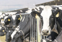 جهاد دانشگاهی دانش فنی تولید جنین دام را به روسیه فروخت/ درآمد ۵۰۰ هزار دلاری از صادرات فناوری اصلاح نژاد