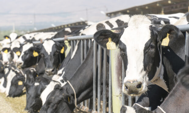 دست رانتخواران واردات نهاده در جیب دامداران دست رانتخواران واردات نهاده در جیب دامداران