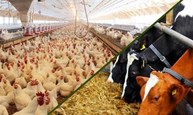 اعتبار ۸۹۴ میلیاردتومانی طرح «پالیز» برای دامداران و مرغداران استان تهران