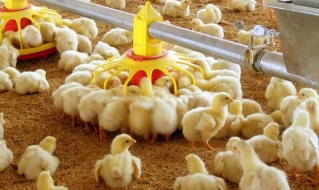 جوجه‌ریزی ۲۲ میلیونی در مرغداری‌های ایلام؛ تدارک ویژه برای نوروز