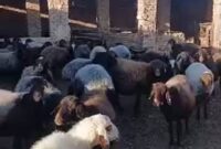 نوسان قیمت دام زنده چالش جدی در خراسان رضوی است
