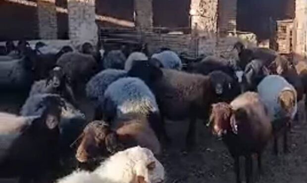نوسان قیمت دام زنده چالش جدی در خراسان رضوی است